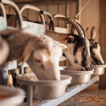 Bed&Breakfast Agroturizam Antunovic Kuna Pelješka Exteriér fotografie
